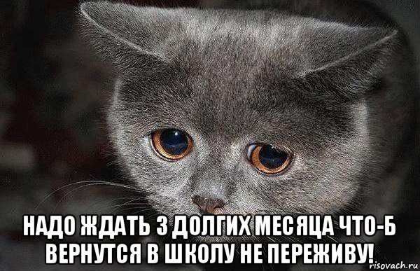  надо ждать 3 долгих месяца что-б вернутся в школу не переживу!, Мем  Грустный кот