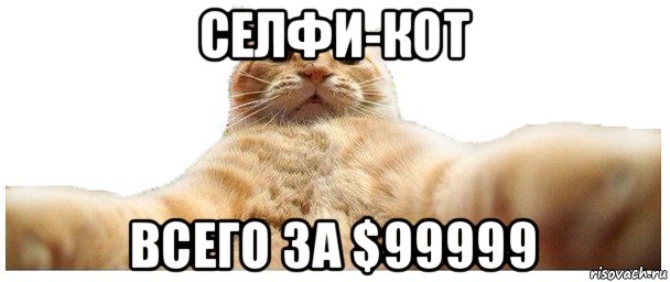 селфи-кот всего за $99999, Мем   Кэтсвилл