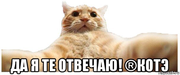  да я те отвечаю! ®котэ, Мем   Кэтсвилл