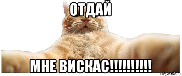 отдай мне вискас!!!!!!!!!!, Мем   Кэтсвилл