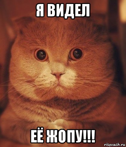 я видел её жопу!!!, Мем  Кот который видел ужасные вещи