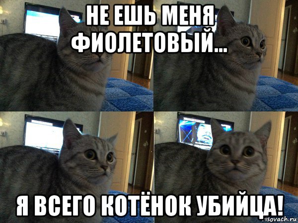 не ешь меня фиолетовый... я всего котёнок убийца!, Мем  Кот в шоке