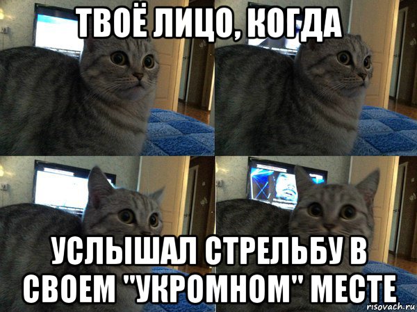 твоё лицо, когда услышал стрельбу в своем "укромном" месте, Мем  Кот в шоке