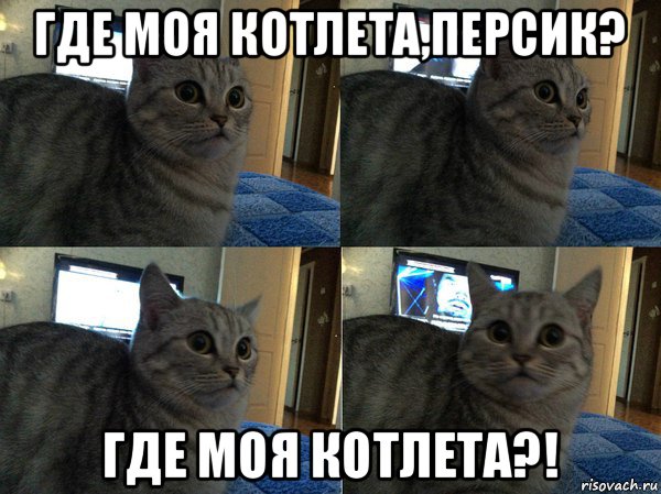 где моя котлета,персик? где моя котлета?!, Мем  Кот в шоке