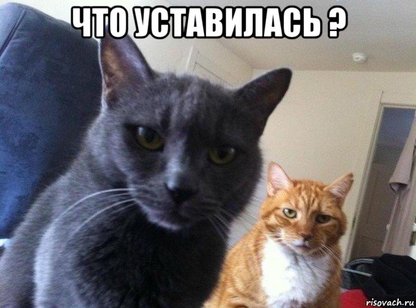 что уставилась ? , Мем  Два котэ