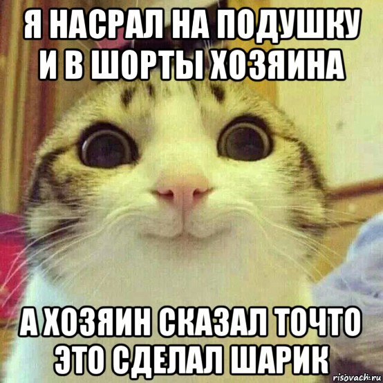 я насрал на подушку и в шорты хозяина а хозяин сказал точто это сделал шарик, Мем       Котяка-улыбака