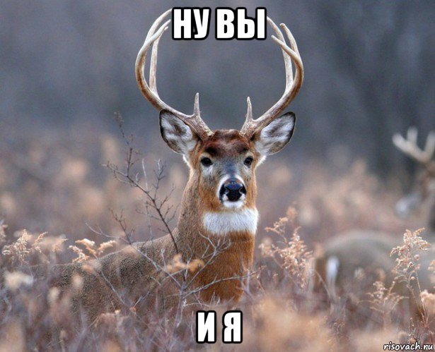 ну вы и я, Мем   Наивный олень