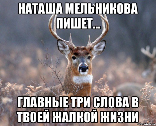 наташа мельникова пишет... главные три слова в твоей жалкой жизни, Мем   Наивный олень