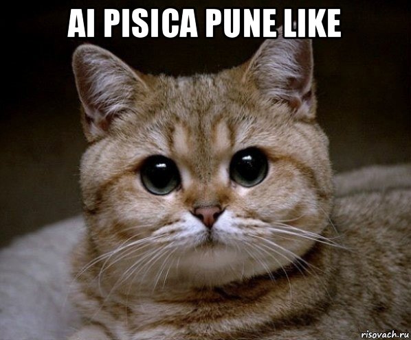 ai pisica pune like 