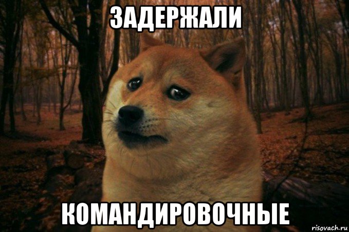 задержали командировочные, Мем SAD DOGE