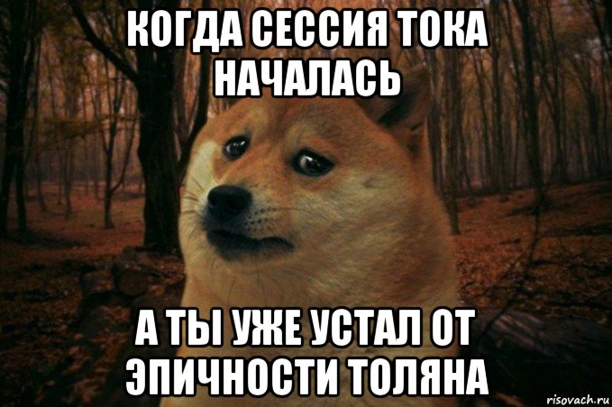 когда сессия тока началась а ты уже устал от эпичности толяна, Мем SAD DOGE