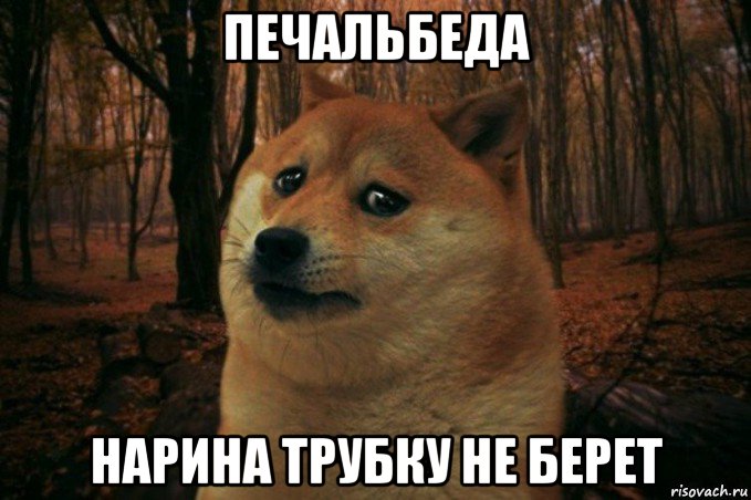 печальбеда нарина трубку не берет, Мем SAD DOGE