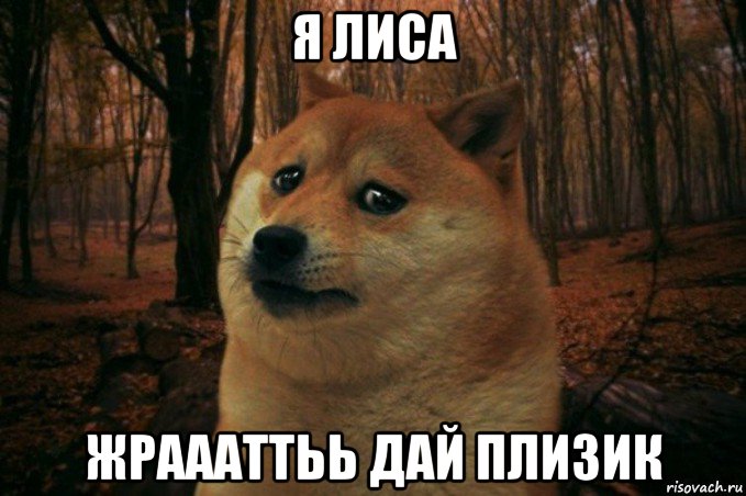 я лиса жраааттьь дай плизик, Мем SAD DOGE