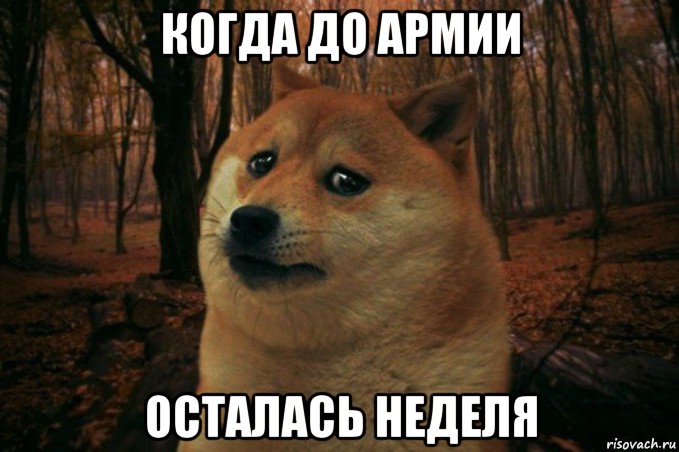 когда до армии осталась неделя, Мем SAD DOGE