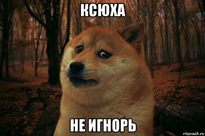 ксюха не игнорь, Мем SAD DOGE