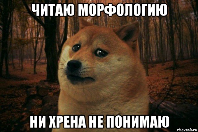 читаю морфологию ни хрена не понимаю, Мем SAD DOGE