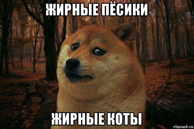 жирные пёсики жирные коты, Мем SAD DOGE