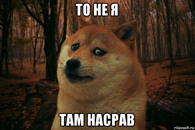 то не я там насрав, Мем SAD DOGE