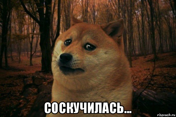  соскучилась..., Мем SAD DOGE