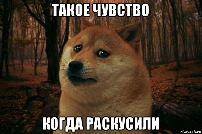 такое чувство когда раскусили, Мем SAD DOGE