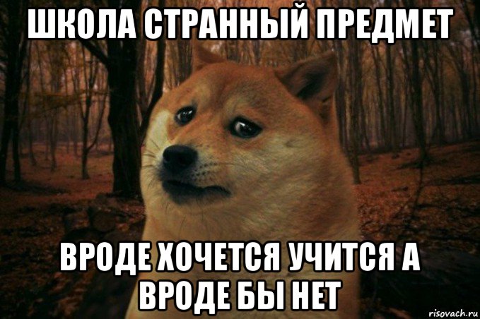 школа странный предмет вроде хочется учится а вроде бы нет, Мем SAD DOGE