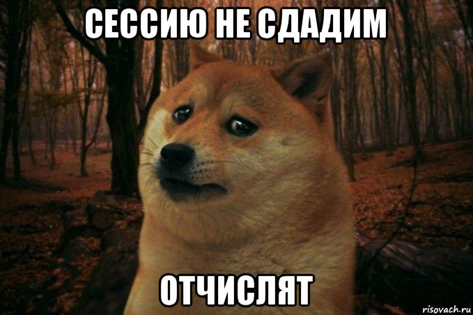 сессию не сдадим отчислят, Мем SAD DOGE