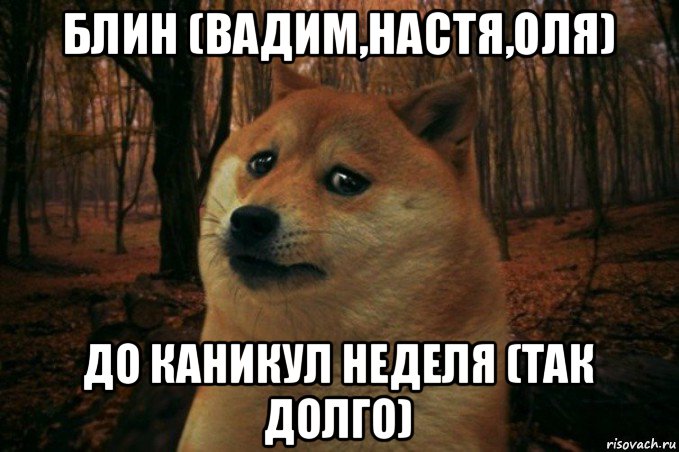 блин (вадим,настя,оля) до каникул неделя (так долго), Мем SAD DOGE