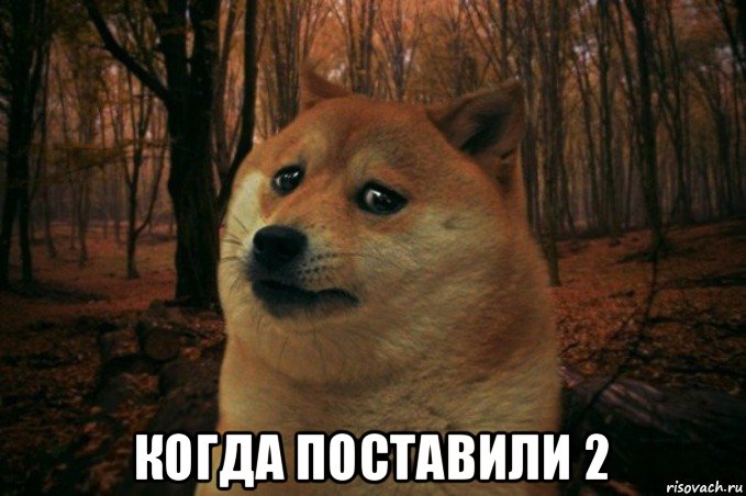  когда поставили 2, Мем SAD DOGE