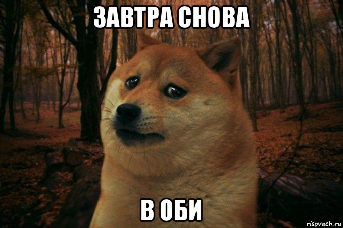 завтра снова в оби, Мем SAD DOGE