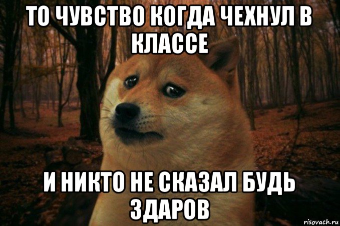 то чувство когда чехнул в классе и никто не сказал будь здаров, Мем SAD DOGE