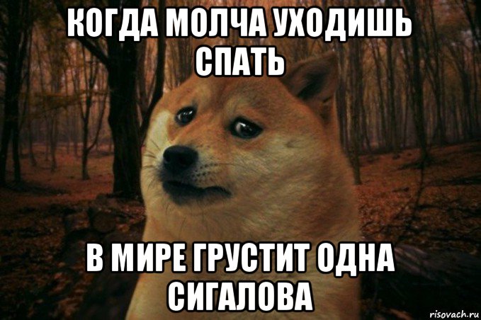 когда молча уходишь спать в мире грустит одна сигалова, Мем SAD DOGE