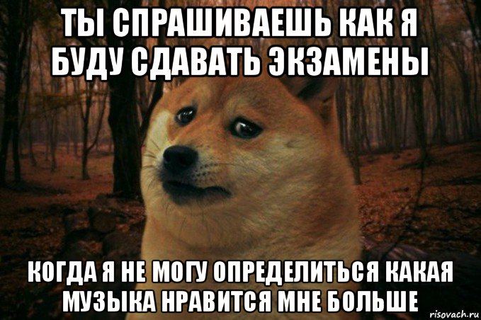 ты спрашиваешь как я буду сдавать экзамены когда я не могу определиться какая музыка нравится мне больше, Мем SAD DOGE