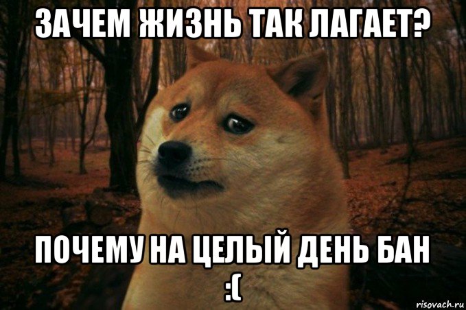 зачем жизнь так лагает? почему на целый день бан :(, Мем SAD DOGE