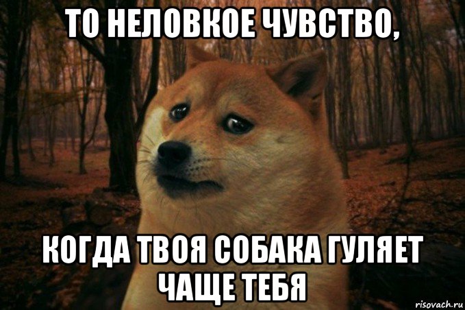 то неловкое чувство, когда твоя собака гуляет чаще тебя, Мем SAD DOGE