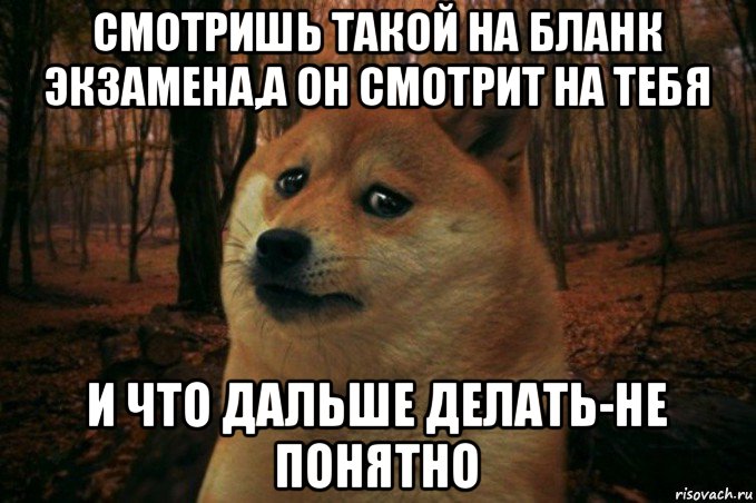 смотришь такой на бланк экзамена,а он смотрит на тебя и что дальше делать-не понятно, Мем SAD DOGE