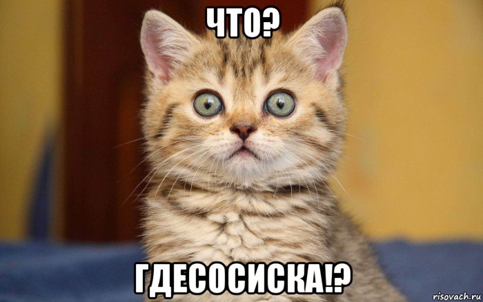 что? гдесосиска!?