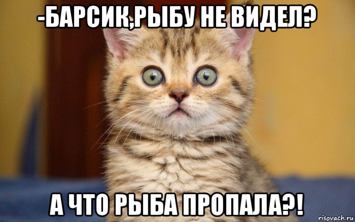 -барсик,рыбу не видел? а что рыба пропала?!, Мем  удивление