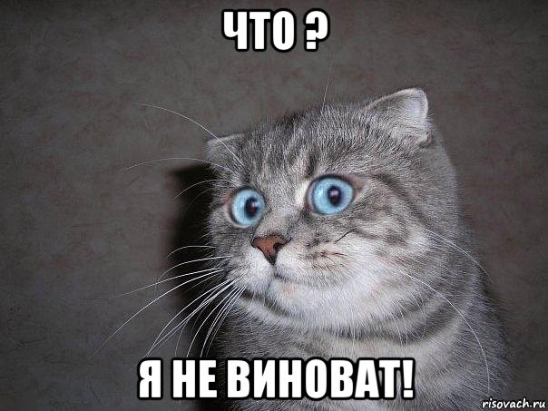 что ? я не виноват!, Мем  удивлённый кот