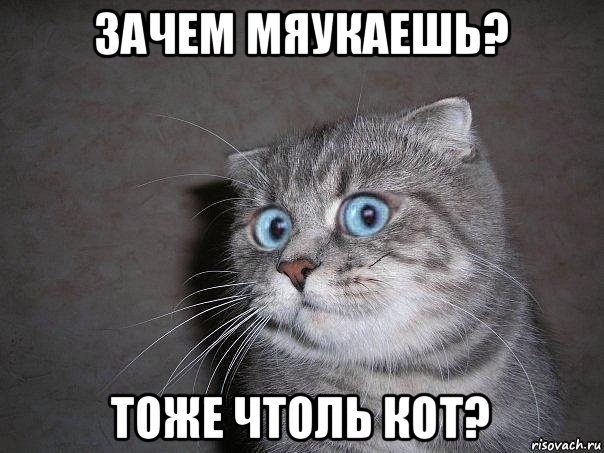 зачем мяукаешь? тоже чтоль кот?, Мем  удивлённый кот