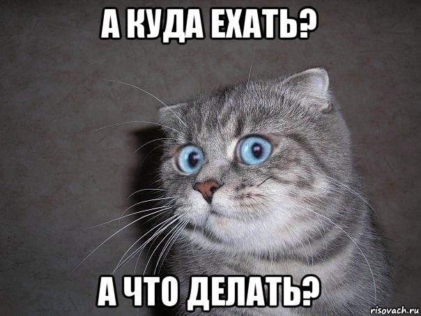 а куда ехать? а что делать?, Мем  удивлённый кот