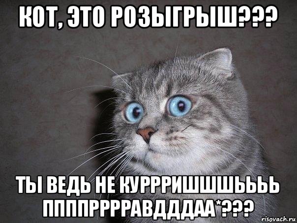 кот, это розыгрыш??? ты ведь не куррришшшьььь ппппрррравдддаа*???, Мем  удивлённый кот