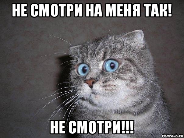 не смотри на меня так! не смотри!!!, Мем  удивлённый кот