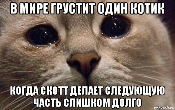 в мире грустит один котик когда скотт делает следующую часть слишком долго, Мем   В мире грустит один котик