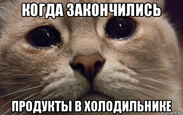 когда закончились продукты в холодильнике, Мем   В мире грустит один котик