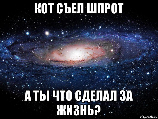 кот съел шпрот а ты что сделал за жизнь?, Мем Вселенная