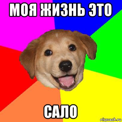 моя жизнь это сало, Мем Advice Dog