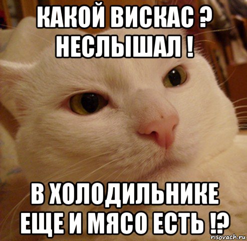 какой вискас ? неслышал ! в холодильнике еще и мясо есть !?, Мем Дерзкий котэ