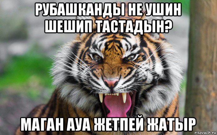 рубашканды не ушин шешип тастадын? маган ауа жетпей жатыр, Мем ДЕРЗКИЙ ТИГР