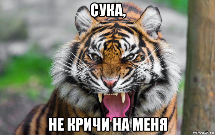 сука, не кричи на меня, Мем ДЕРЗКИЙ ТИГР