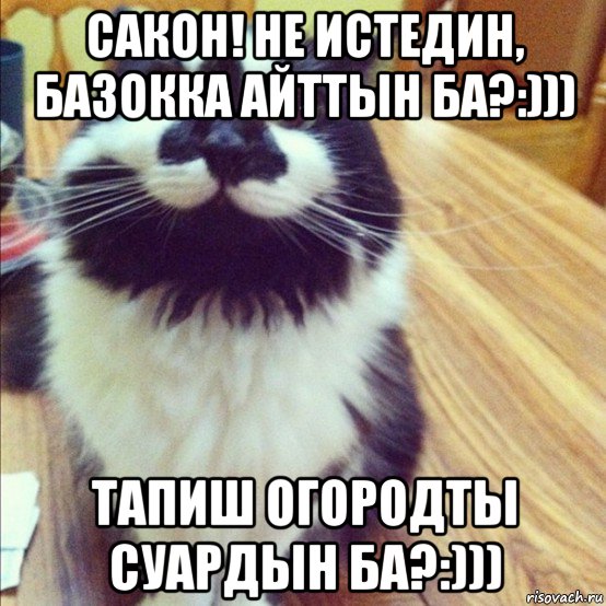 сакон! не истедин, базокка айттын ба?:))) тапиш огородты суардын ба?:))), Мем  довольный кот